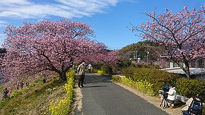 みなみの桜と菜の花まつり 2022
