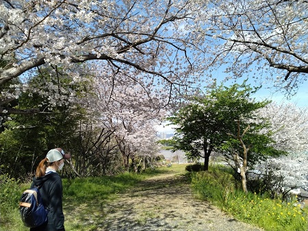心光院の桜山