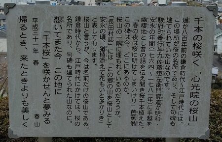 千本の桜咲く「心光院の桜山」の説明