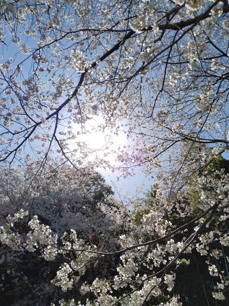 桜の花びら越しに見る太陽