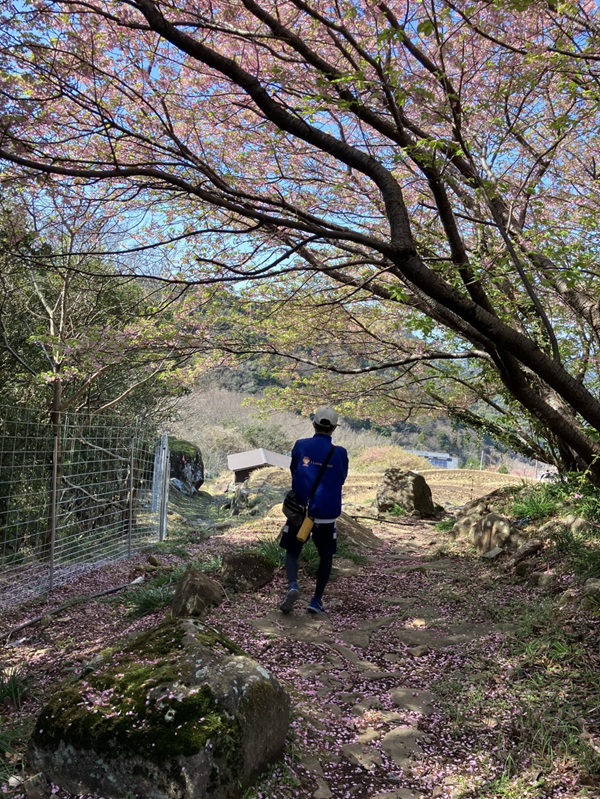 桜のトンネルをくぐり抜けて、石部棚田へ。