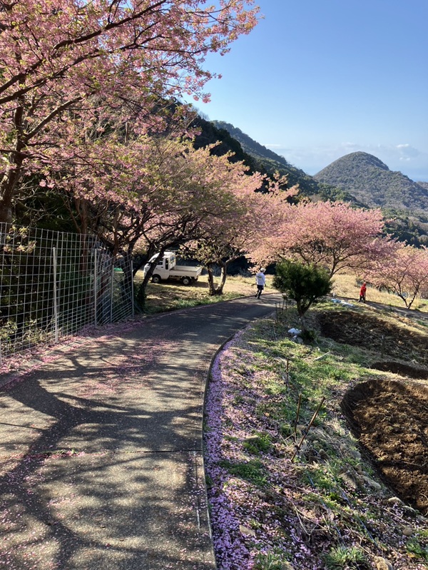 石部棚田の桜並木。早咲きだから、葉桜になり始めてますね。